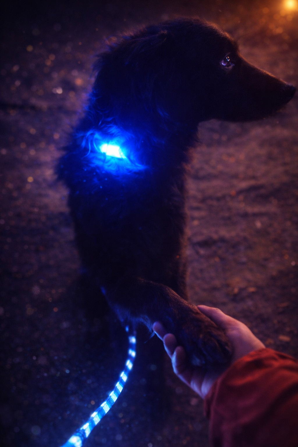 LED Nyakörv